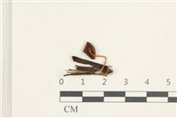 登錄號:F0038333藏品圖，第3張