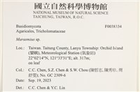 小皮傘屬藏品圖，第2張