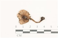 登錄號:F0038335藏品圖，第1張