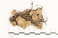 登錄號:F0038337藏品圖，第1張
