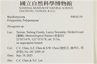 蜂窩菌屬藏品圖，第2張