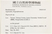 濕傘屬藏品圖，第2張