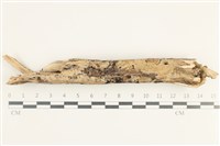 Accession Number:F0038346 Collection Image, Figure 1, Total 2 Figures