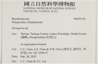 蜂窩菌屬藏品圖，第2張