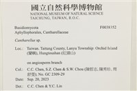 雞油菌屬藏品圖，第2張