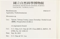 小皮傘屬藏品圖，第2張