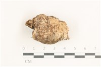 Accession Number:F0038358 Collection Image, Figure 1, Total 2 Figures