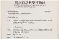 喇叭菌屬藏品圖，第2張
