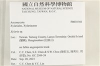 炭角菌屬藏品圖，第2張