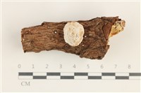 登錄號:F0038366藏品圖，第1張
