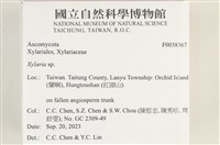 炭角菌屬藏品圖，第2張