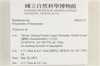 多孔菌屬藏品圖，第2張