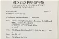 糖圓齒菌藏品圖，第2張