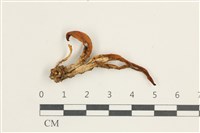 登錄號:F0038383藏品圖，第1張