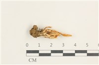 登錄號:F0038385藏品圖，第1張