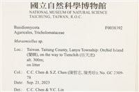 微皮傘屬藏品圖，第2張