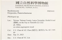 擬射脈菌屬藏品圖，第2張