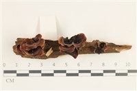 登錄號:F0038409藏品圖，第3張