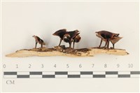 登錄號:F0038409藏品圖，第1張