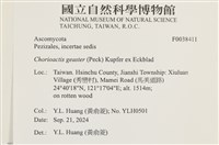 登錄號:F0038411藏品圖，第2張