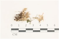 登錄號:F0038416藏品圖，第1張