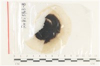 登錄號:F0038425藏品圖，第1張