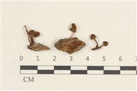 登錄號:F0038431藏品圖，第1張