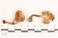 登錄號:F0038432藏品圖，第1張