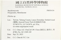 射脈菌屬藏品圖，第2張