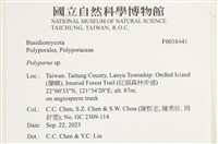 多孔菌屬藏品圖，第2張