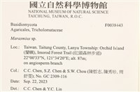 小皮傘屬藏品圖，第2張