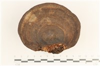 登錄號:F0038448藏品圖，第1張