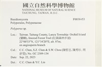 多孔菌屬藏品圖，第2張