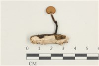 多孔菌屬藏品圖，第1張