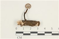 多孔菌屬藏品圖，第3張