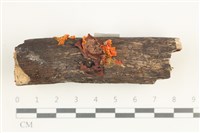 登錄號:F0038455藏品圖，第1張