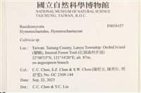 集毛菌屬藏品圖，第2張