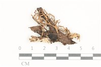 登錄號:F0038459藏品圖，第1張