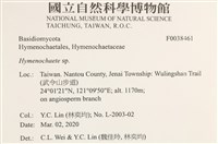 刺革菌屬藏品圖，第2張