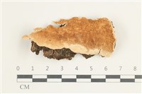 登錄號:F0038462藏品圖，第1張