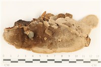 登錄號:F0038465藏品圖，第1張