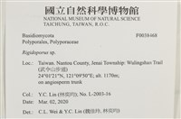 硬孔菌屬藏品圖，第2張