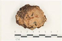 硬孔菌屬藏品圖，第1張