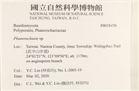 顯絲菌屬藏品圖，第2張
