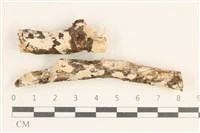 登錄號:F0038474藏品圖，第1張