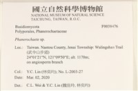 顯絲菌屬藏品圖，第2張