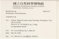 容氏菌屬藏品圖，第2張