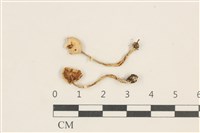 登錄號:F0038483藏品圖，第1張