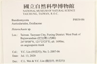 刺皮菌屬藏品圖，第2張