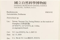 刺皮菌屬藏品圖，第2張